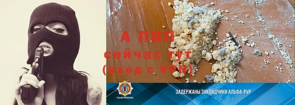прущие грибы Елабуга